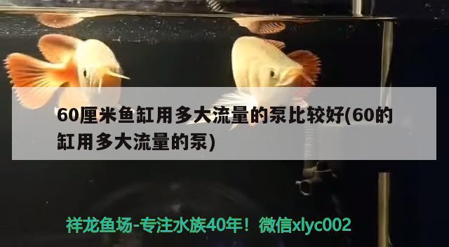 60厘米鱼缸用多大流量的泵比较好(60的缸用多大流量的泵) 梦幻雷龙鱼