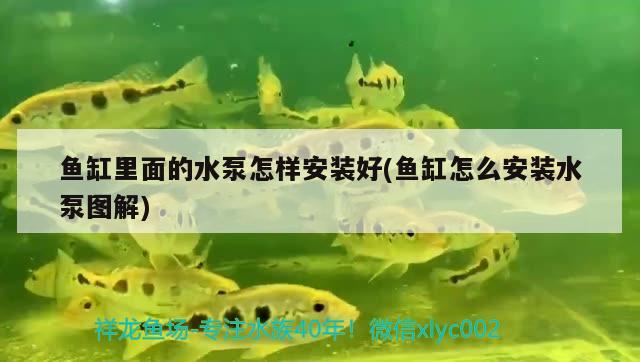 鱼缸里面的水泵怎样安装好(鱼缸怎么安装水泵图解) 观赏鱼鱼苗