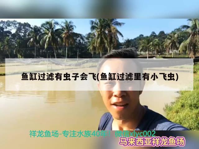 鱼缸过滤有虫子会飞(鱼缸过滤里有小飞虫) 和尚鱼