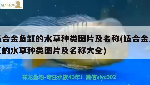 适合金鱼缸的水草种类图片及名称(适合金鱼缸的水草种类图片及名称大全)