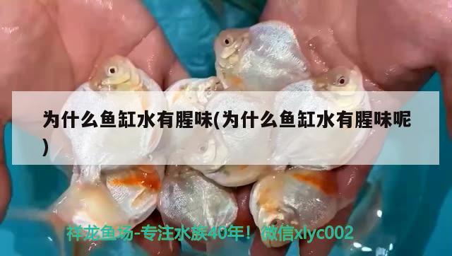 为什么鱼缸水有腥味(为什么鱼缸水有腥味呢) 红老虎鱼