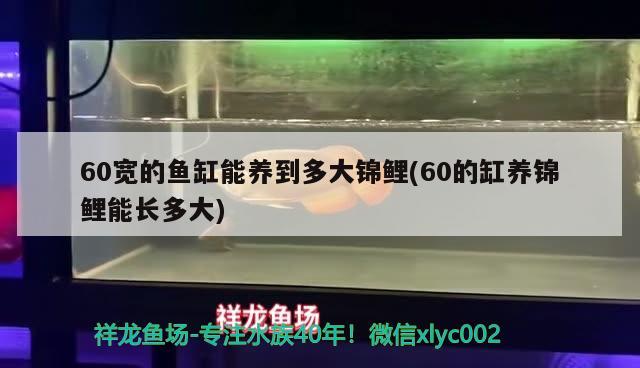 60宽的鱼缸能养到多大锦鲤(60的缸养锦鲤能长多大)