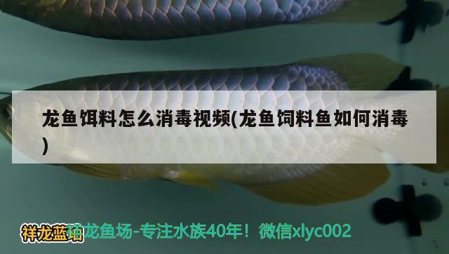 龙鱼饵料怎么消毒视频(龙鱼饲料鱼如何消毒) 图腾金龙鱼