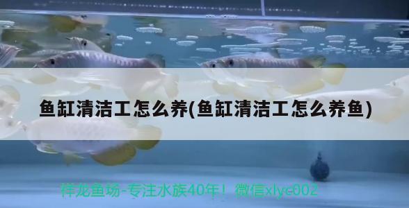 龙鱼幼苗挂蛋苗是什么（龙鱼苗喂什么） 纯血皇冠黑白魟鱼 第1张