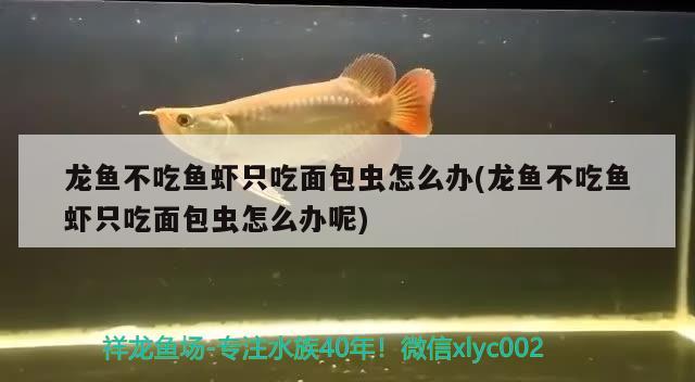 龙鱼不吃鱼虾只吃面包虫怎么办(龙鱼不吃鱼虾只吃面包虫怎么办呢) 埃及神仙鱼