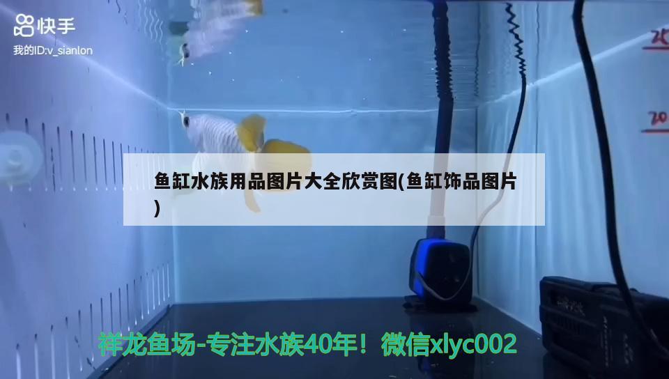 鱼缸水族用品图片大全欣赏图(鱼缸饰品图片)