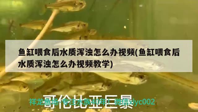 鱼缸喂食后水质浑浊怎么办视频(鱼缸喂食后水质浑浊怎么办视频教学) 青龙鱼