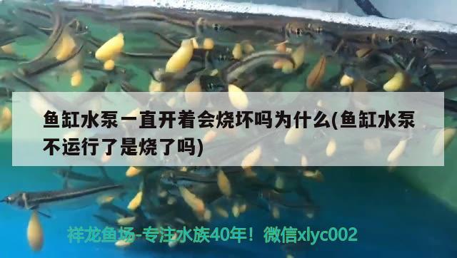 鱼缸水泵一直开着会烧坏吗为什么(鱼缸水泵不运行了是烧了吗)