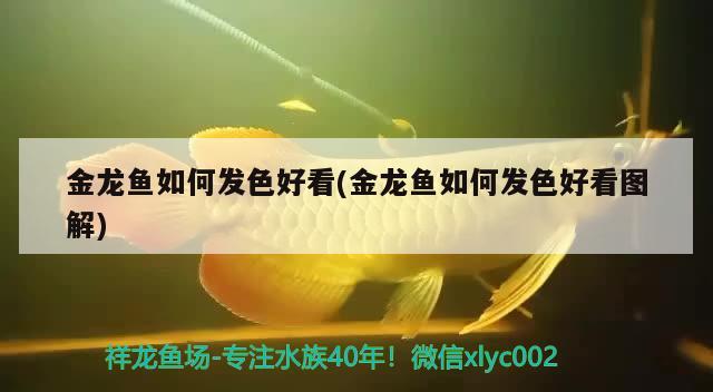 金龙鱼如何发色好看(金龙鱼如何发色好看图解)