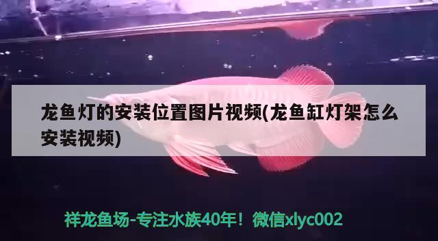 龙鱼灯的安装位置图片视频(龙鱼缸灯架怎么安装视频) 赤焰中国虎鱼