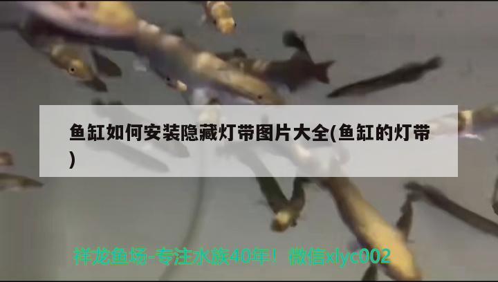 鱼缸如何安装隐藏灯带图片大全(鱼缸的灯带) 照明器材