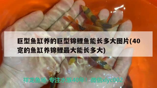 为什么鱼可以长时间不进食，鱼不吃食的补救的方法 观赏鱼 第3张