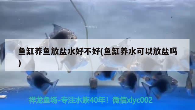 鱼缸养鱼放盐水好不好(鱼缸养水可以放盐吗) 蓝帆三间鱼