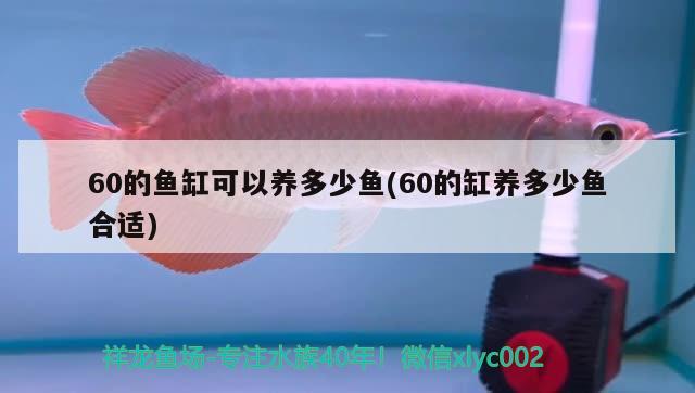 60的鱼缸可以养多少鱼(60的缸养多少鱼合适)