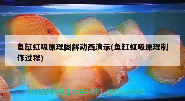 七彩雷龙鱼公母图鉴：七彩雷龙鱼公母图鉴大全 广州水族批发市场 第2张