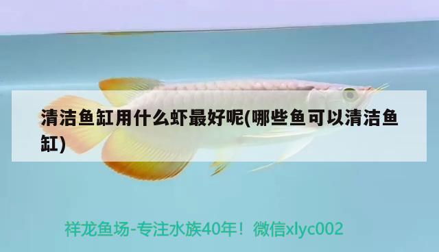 清洁鱼缸用什么虾最好呢(哪些鱼可以清洁鱼缸) 稀有红龙品种