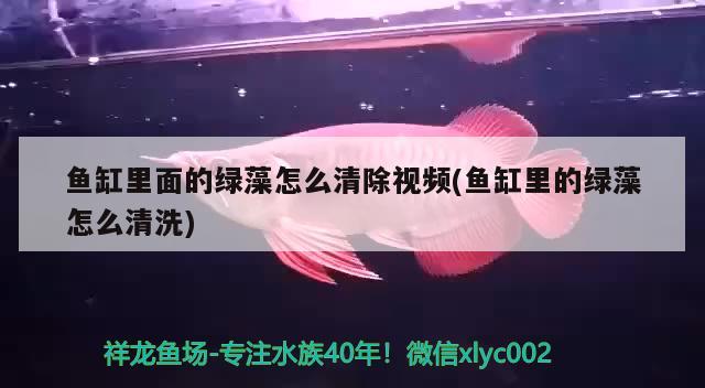 鱼缸里面的绿藻怎么清除视频(鱼缸里的绿藻怎么清洗) 祥龙进口元宝凤凰鱼