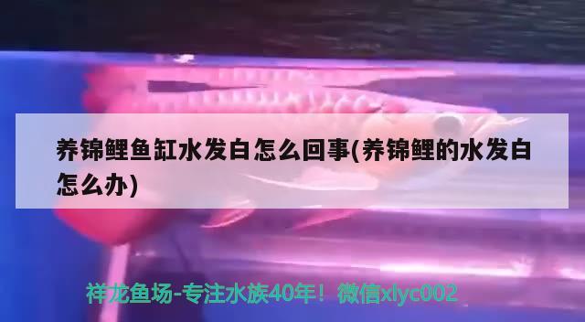 鱼缸过滤系统清洁用什么(鱼缸过滤系统清洁用什么清洁剂) 银龙鱼苗