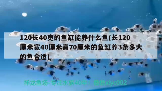 120长40宽的鱼缸能养什么鱼(长120厘米宽40厘米高70厘米的鱼缸养3条多大的鱼合适)