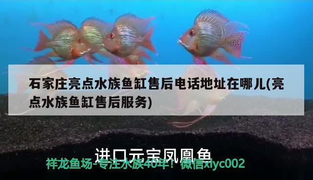 石家庄亮点水族鱼缸售后电话地址在哪儿(亮点水族鱼缸售后服务) 福魟魟鱼