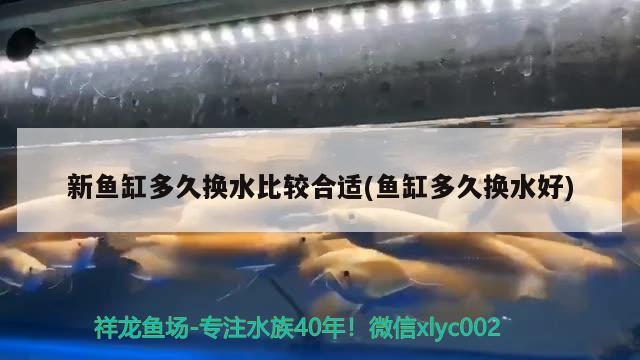 新鱼缸多久换水比较合适(鱼缸多久换水好) 印尼虎苗