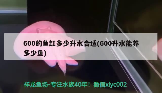 600的鱼缸多少升水合适(600升水能养多少鱼)