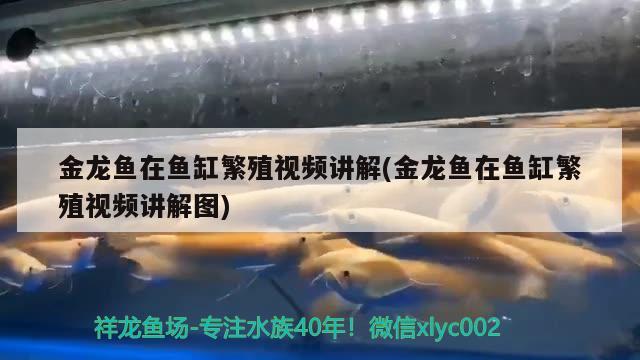 金龙鱼在鱼缸繁殖视频讲解(金龙鱼在鱼缸繁殖视频讲解图) 黑桃A鱼苗