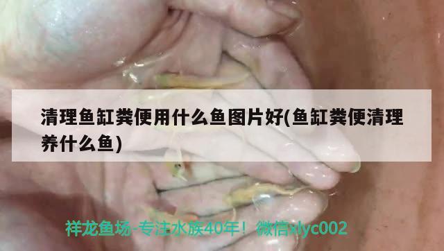 清理鱼缸粪便用什么鱼图片好(鱼缸粪便清理养什么鱼)