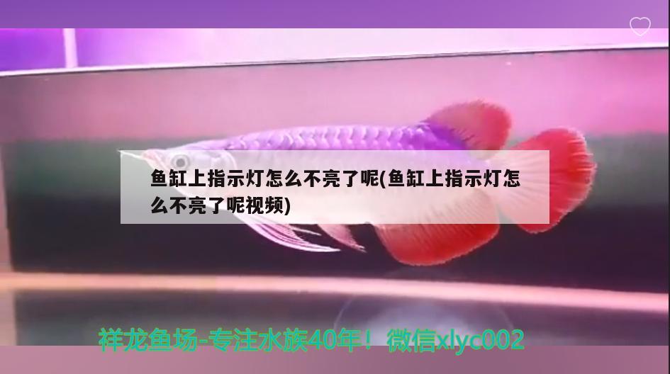 鱼缸上指示灯怎么不亮了呢(鱼缸上指示灯怎么不亮了呢视频)