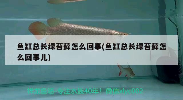 鱼缸总长绿苔藓怎么回事(鱼缸总长绿苔藓怎么回事儿) 非洲象鼻鱼