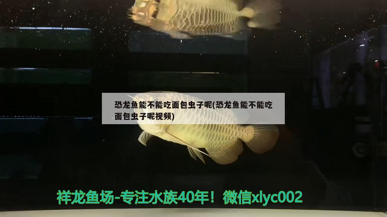 恐龙鱼能不能吃面包虫子呢(恐龙鱼能不能吃面包虫子呢视频)