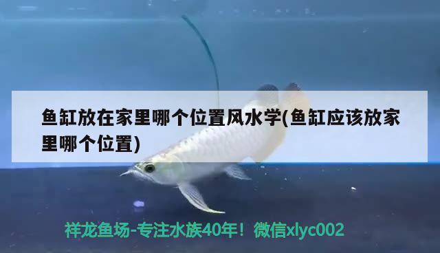 鱼缸放在家里哪个位置风水学(鱼缸应该放家里哪个位置) 鱼缸风水