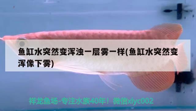 60公分金龙鱼价格（六十公分金龙鱼价格） 战车红龙鱼 第2张