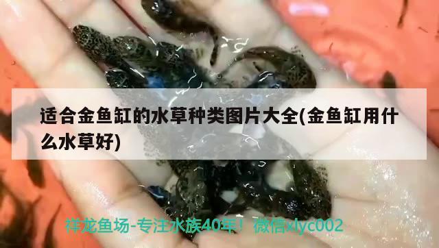 适合金鱼缸的水草种类图片大全(金鱼缸用什么水草好)