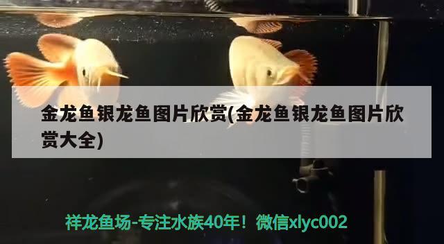 日升鱼缸质量怎么样啊：日生鱼缸报价官网 观赏鱼市场 第3张