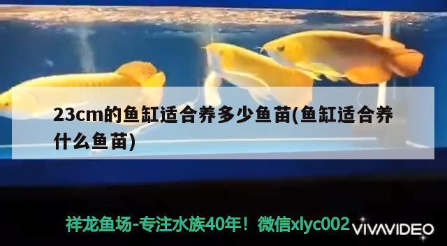 金龙鱼华东地区总代理(金龙鱼广东总代理) 广州水族器材滤材批发市场