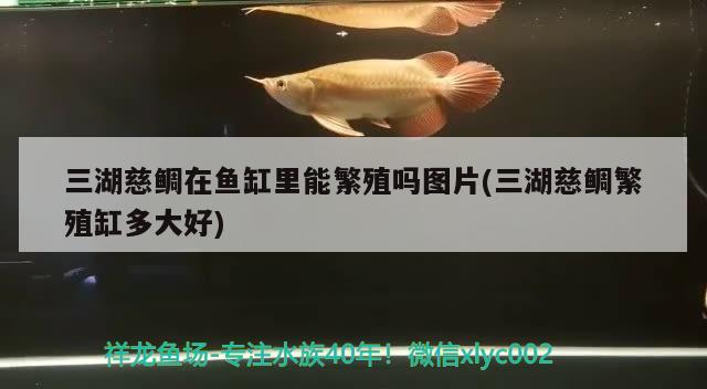 三湖慈鲷在鱼缸里能繁殖吗图片(三湖慈鲷繁殖缸多大好) 鱼缸