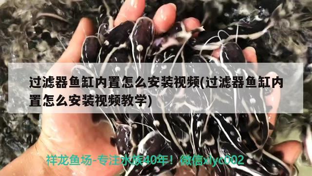 过滤器鱼缸内置怎么安装视频(过滤器鱼缸内置怎么安装视频教学) 喷点菠萝鱼