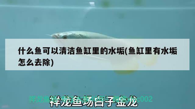 鱼缸刚换的水浑浊怎么办怎么变清(鱼缸换水变浑浊怎么回事)