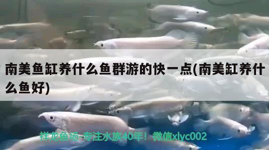 南美鱼缸养什么鱼群游的快一点(南美缸养什么鱼好) 熊猫异形鱼L46