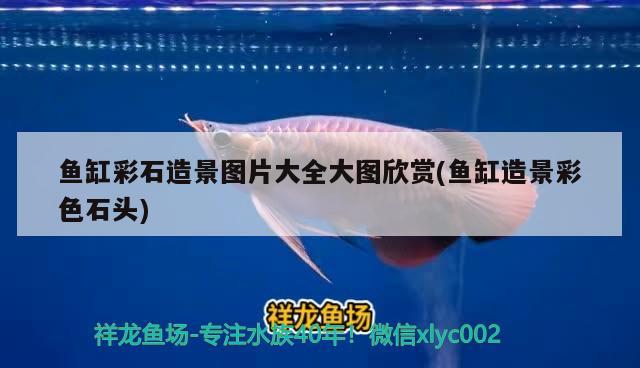 龙鱼喂什么饲料长得快（龙鱼吃饲料鱼好吗） 广州水族器材滤材批发市场 第1张