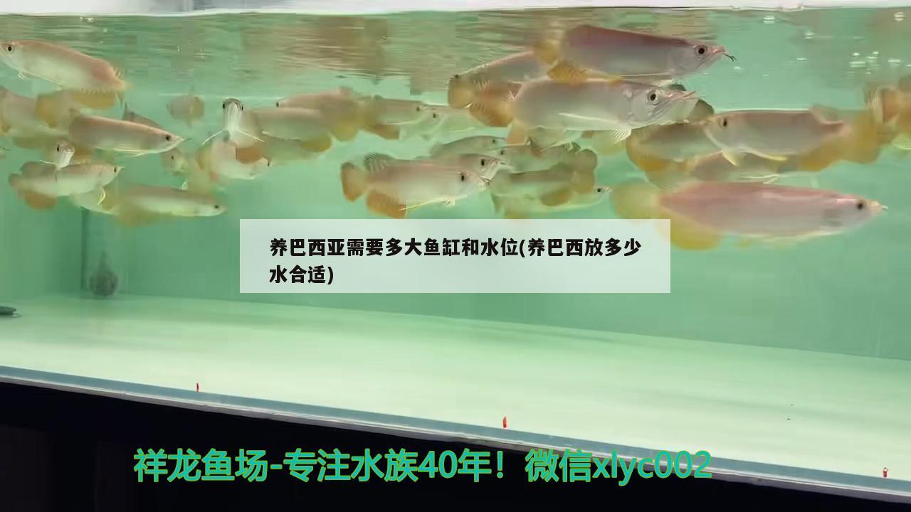 养巴西亚需要多大鱼缸和水位(养巴西放多少水合适) 巴西亚鱼 第3张