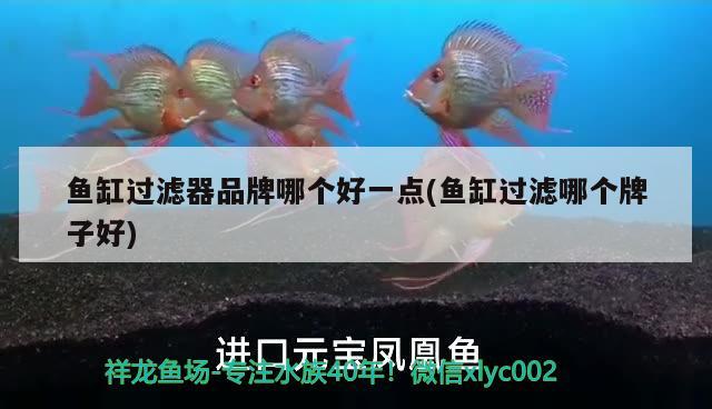 广州水族维护（广州 水族市场） 泰庞海鲢鱼 第2张