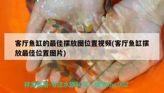 客厅鱼缸的最佳摆放图位置视频(客厅鱼缸摆放最佳位置图片) 罗汉鱼