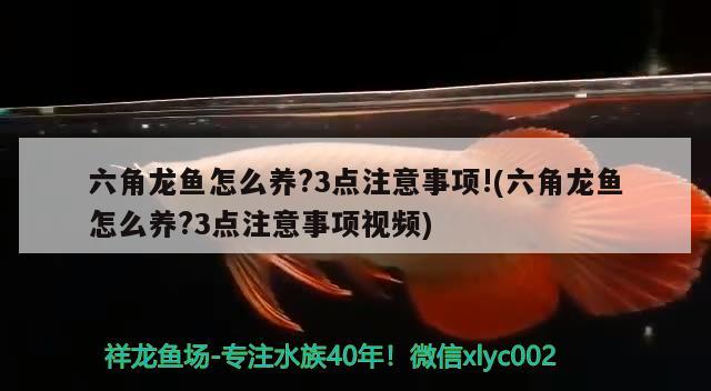 六角龙鱼怎么养?3点注意事项!(六角龙鱼怎么养?3点注意事项视频)