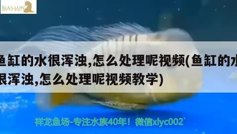 50种常见海鱼：常见海鱼的种类 广州水族批发市场 第1张