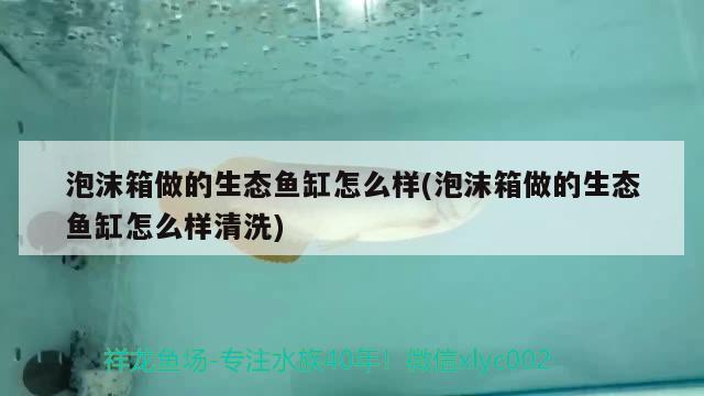 泡沫箱做的生态鱼缸怎么样(泡沫箱做的生态鱼缸怎么样清洗) 巴卡雷龙鱼