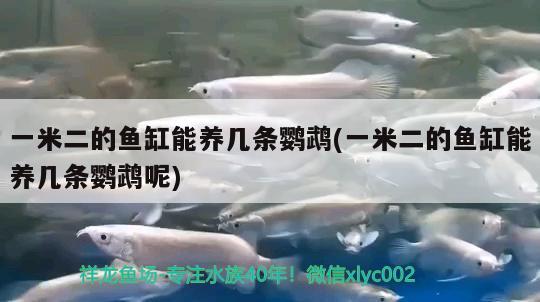 一米二的鱼缸能养几条鹦鹉(一米二的鱼缸能养几条鹦鹉呢) 鹦鹉鱼