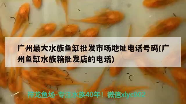 广州最大水族鱼缸批发市场地址电话号码(广州鱼缸水族箱批发店的电话) 鱼缸/水族箱