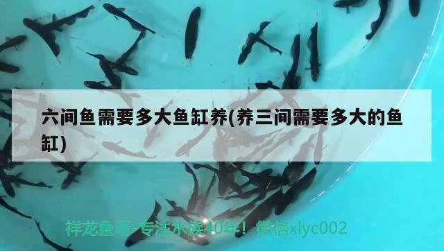 六间鱼需要多大鱼缸养(养三间需要多大的鱼缸) 鱼缸/水族箱